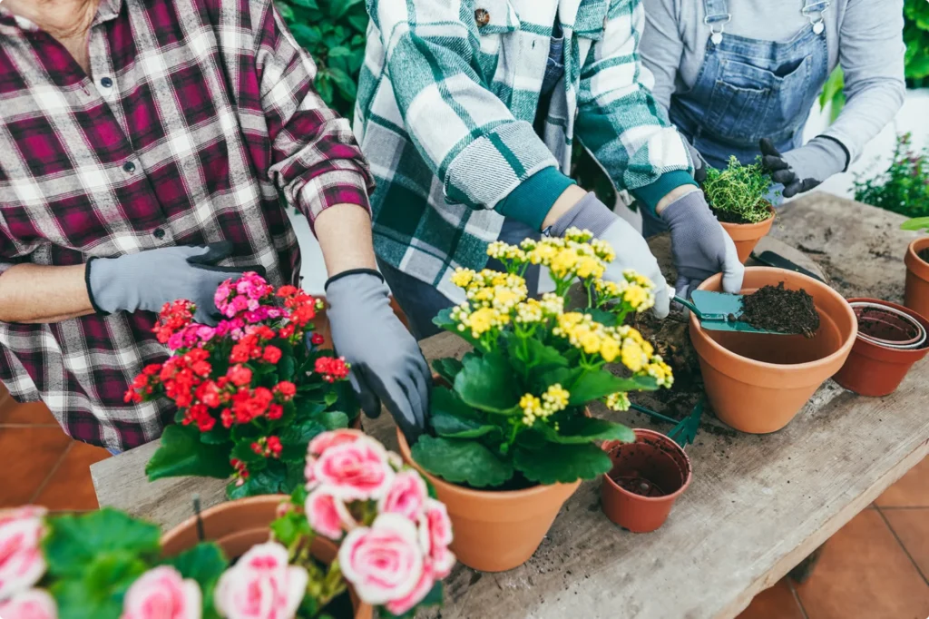 People potting vibrant red, pink, and yellow flowers in terracotta pots outdoors