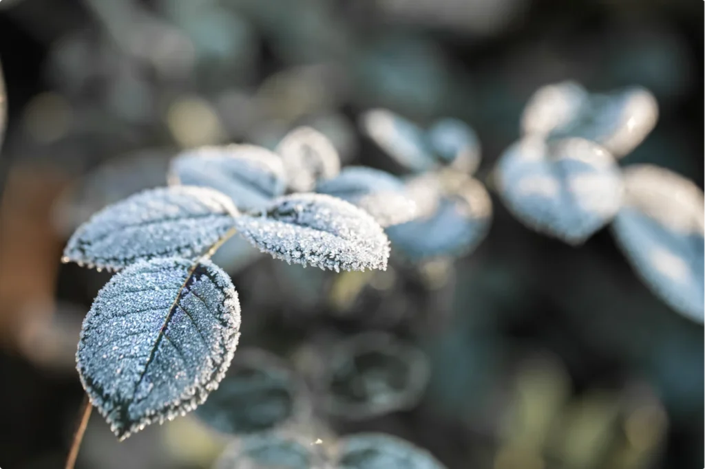 Frost-covered silvery leaf close-up with crisp veins and powdery winter texture