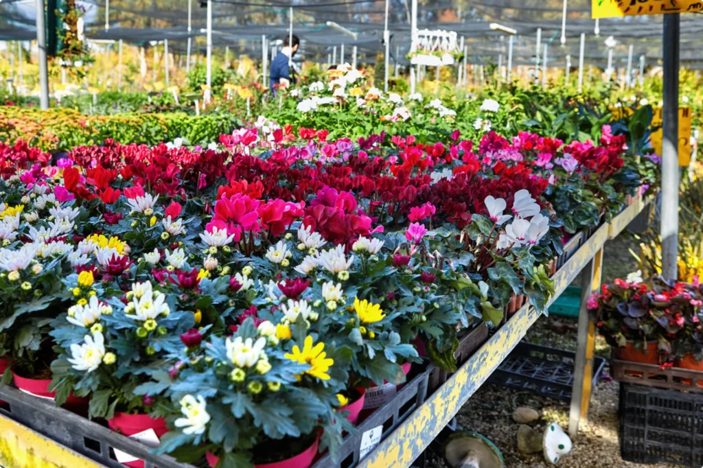 Sunny greenhouse display of vibrant purple and pink flowers in neat rows and trays