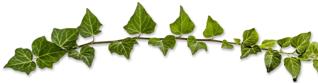 Green ivy vine border strip with overhanging leaves, layered yellow-green and olive foliage canopy