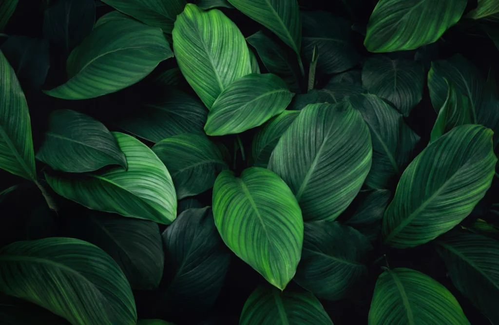 Close-up of vibrant tropical green leaves, layered lush foliage texture with natural depth