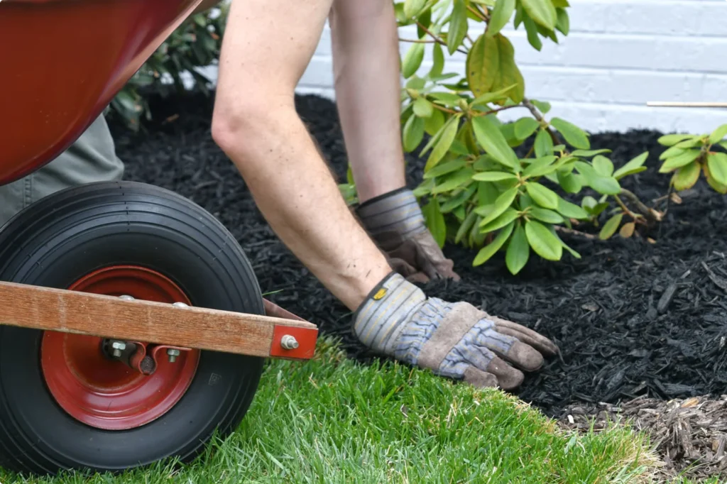 Gloved gardener shaping a mulch border with wheelbarrow, trimming clean garden edges outdoors.
